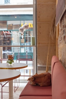 A cozy café interior features a sleeping dog on a pink cushioned bench next to a round white table. A glass container with water and a small green plant sits on the table. The background shows a street view through a large window, revealing a neighboring building with blurred signage.