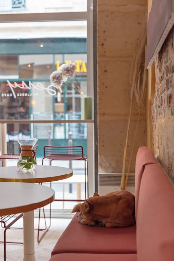A cozy café interior features a sleeping dog on a pink cushioned bench next to a round white table. A glass container with water and a small green plant sits on the table. The background shows a street view through a large window, revealing a neighboring building with blurred signage.