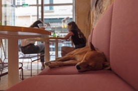 A small dog is peacefully sleeping on a pink sofa inside a cafe, while two people are sitting at a nearby table in the background, creating a relaxed and cozy atmosphere.