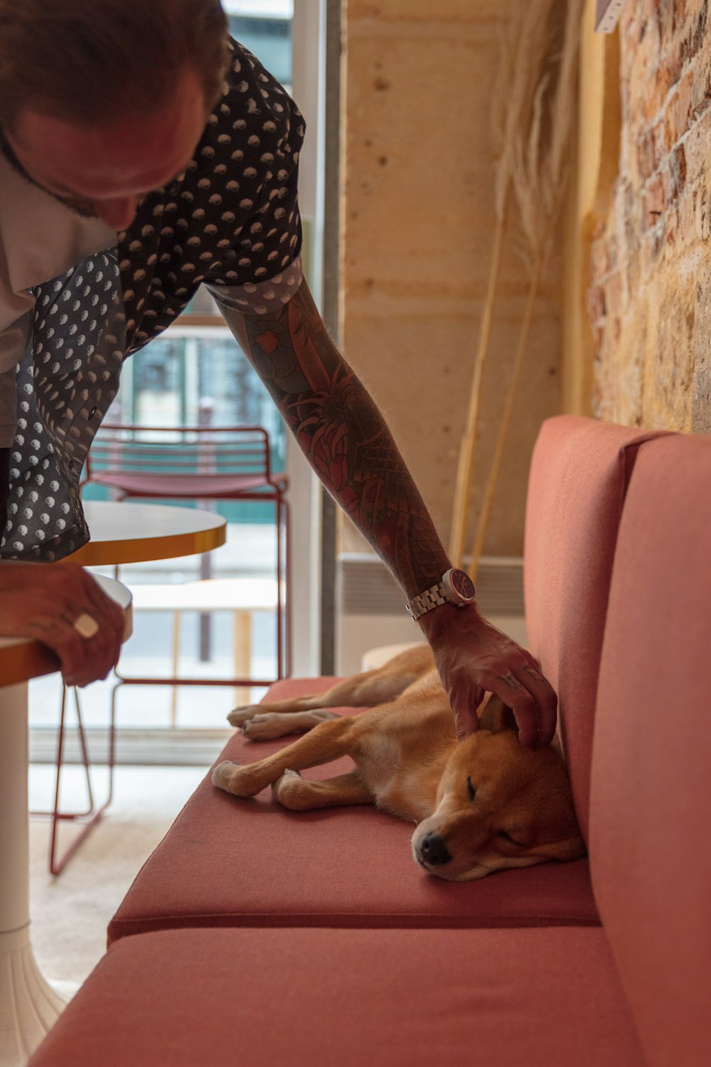 person touching brown dog sleeping on sofa