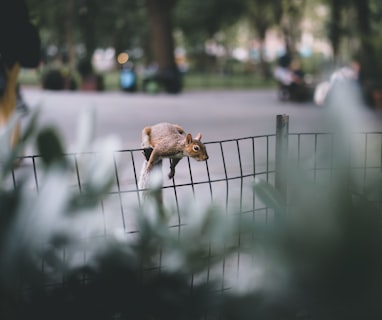 brown animal on fence