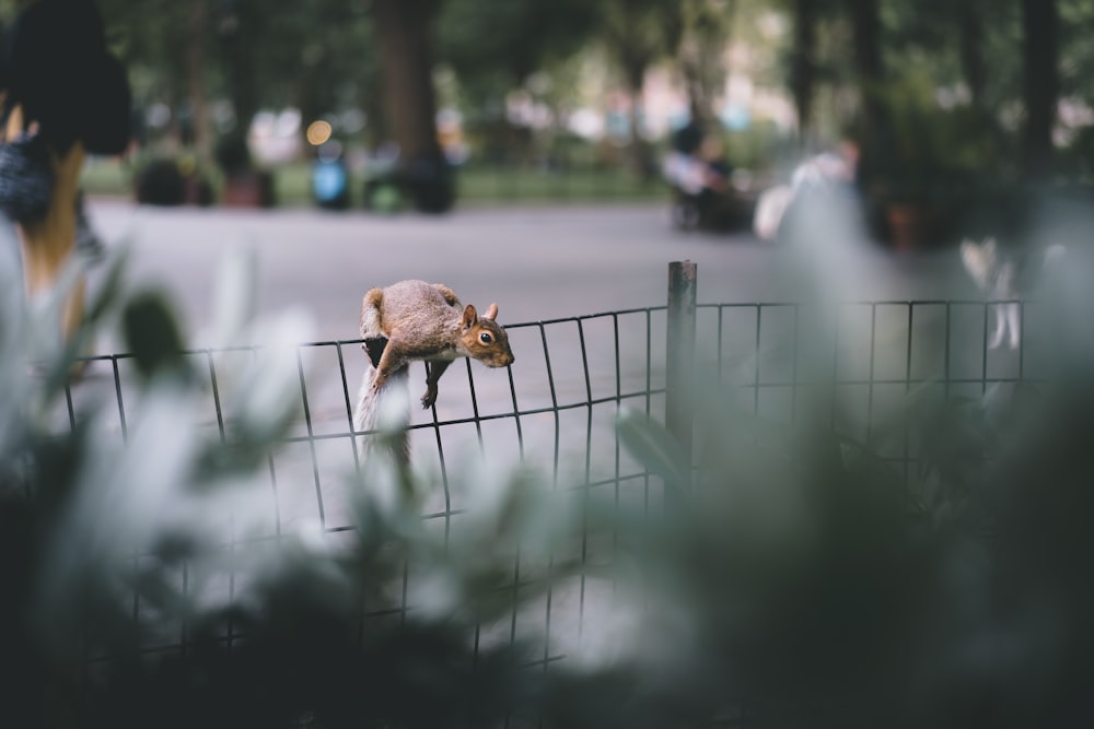 brown animal on fence