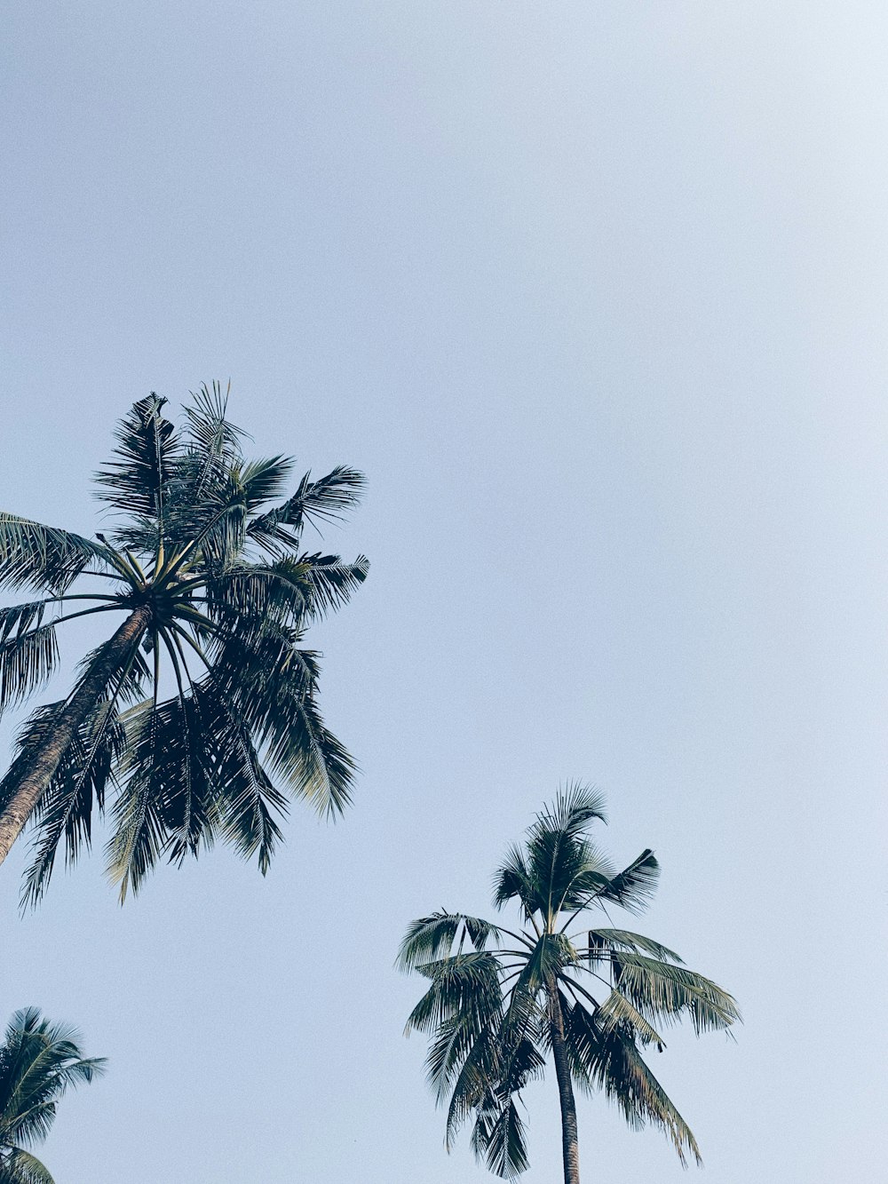 green-leafed palm trees