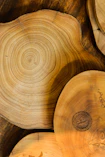 brown drift wood