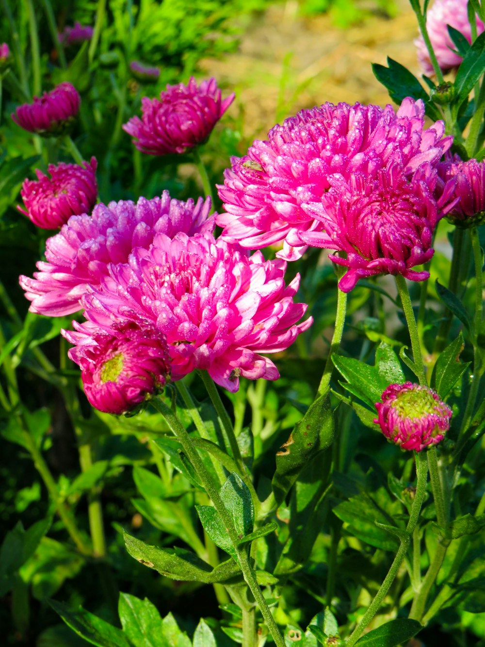 blooming pink flower