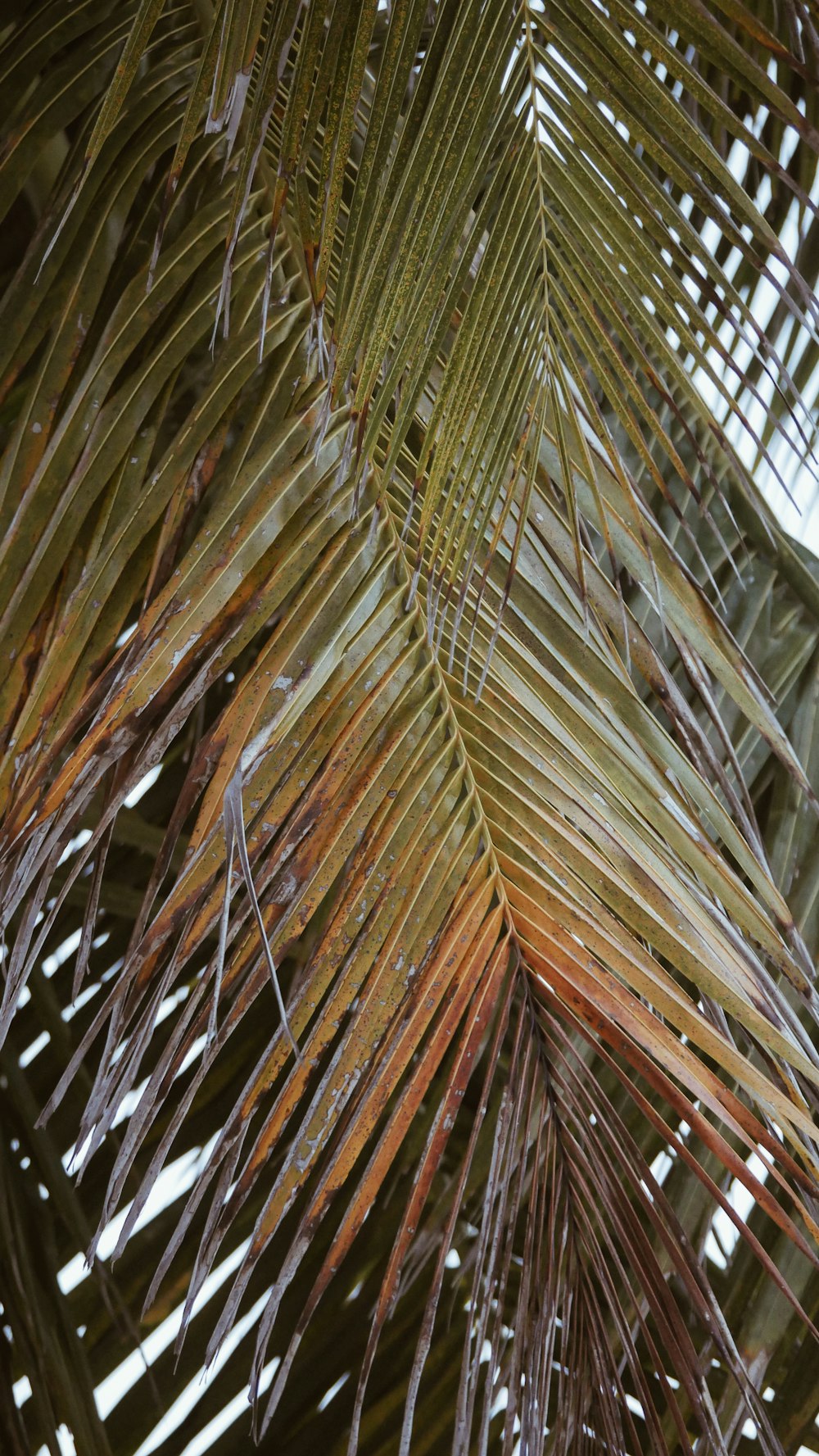 그린 코코넛 나무 잎