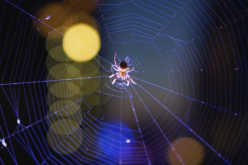 barn spider on web