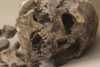 A close-up view of an ancient, weathered skull with apparent fractures and missing teeth. The skull is partially fragmented, revealing rough textures and darkened, aged surfaces.
