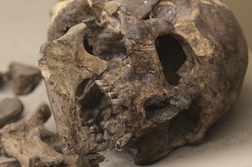 A close-up view of an ancient, weathered skull with apparent fractures and missing teeth. The skull is partially fragmented, revealing rough textures and darkened, aged surfaces.