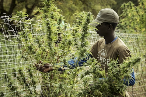 man picking plants