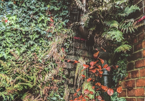 A brick wall overgrown with various types of foliage including ivy, ferns, and red-leaved plants. Some parts of the old wall are visible through the lush green and brown vegetation. The scene appears to be outdoors with dense greenery engulfing the man-made structure.