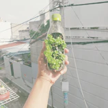 Hands holding a small plant with a futuristic cityscape in the background