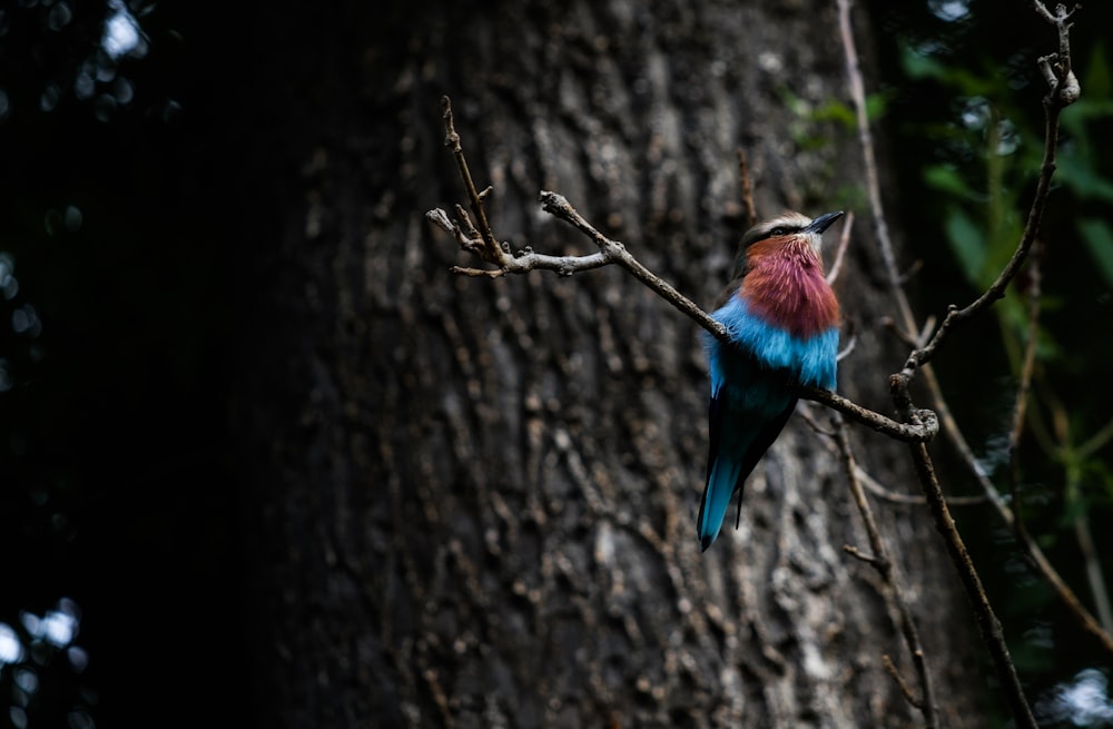 blue and red bird