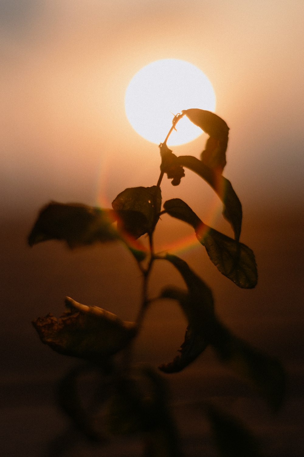 silhouette of green plant during sunrise