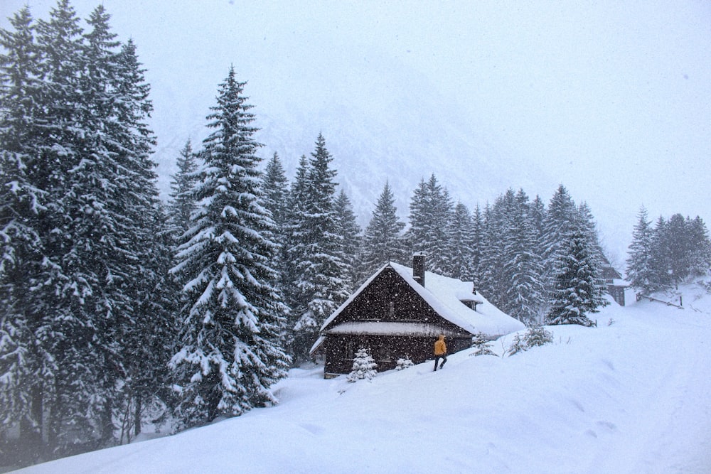 white and brown wooden house beside green pine trees