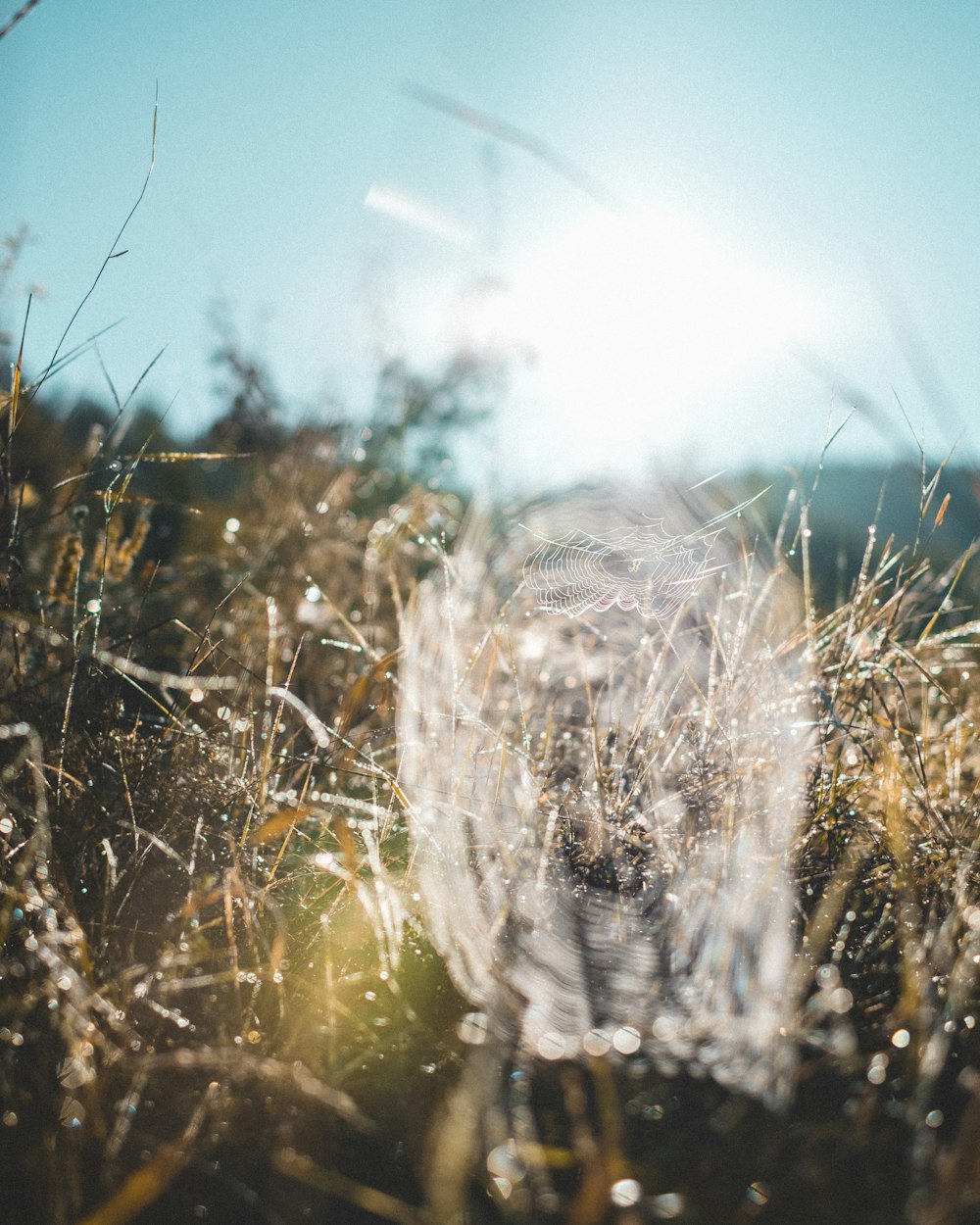 white cobwebs near green grass fields