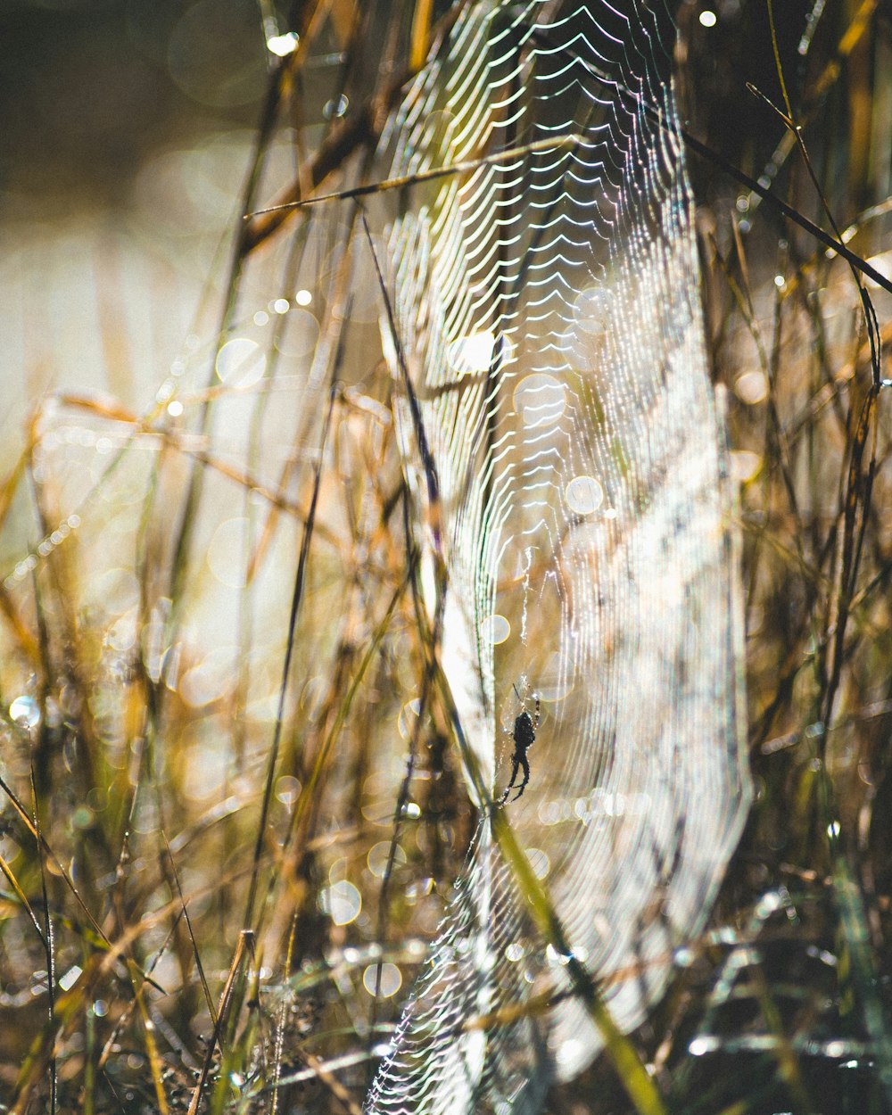 closeup photo of black spider on white cobwebs