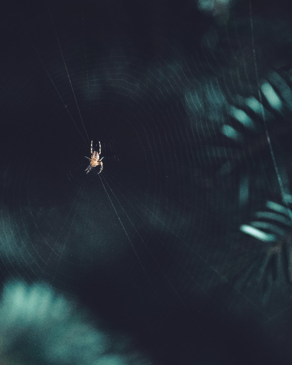 brown spider on web