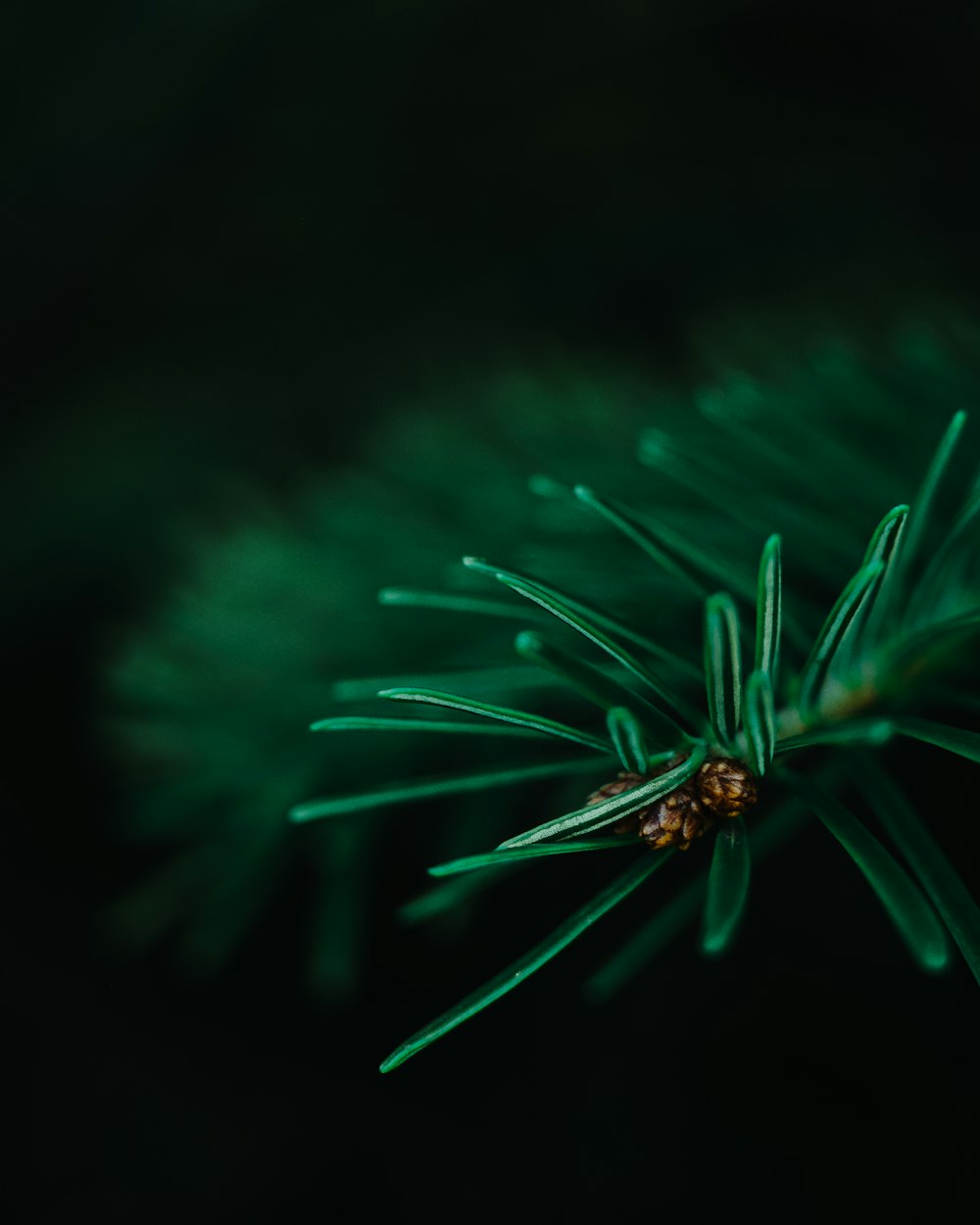 Fotografia de closeup de foco seletivo de folha verde