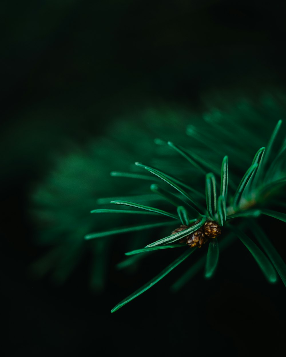 selective focus closeup photography of green leaf