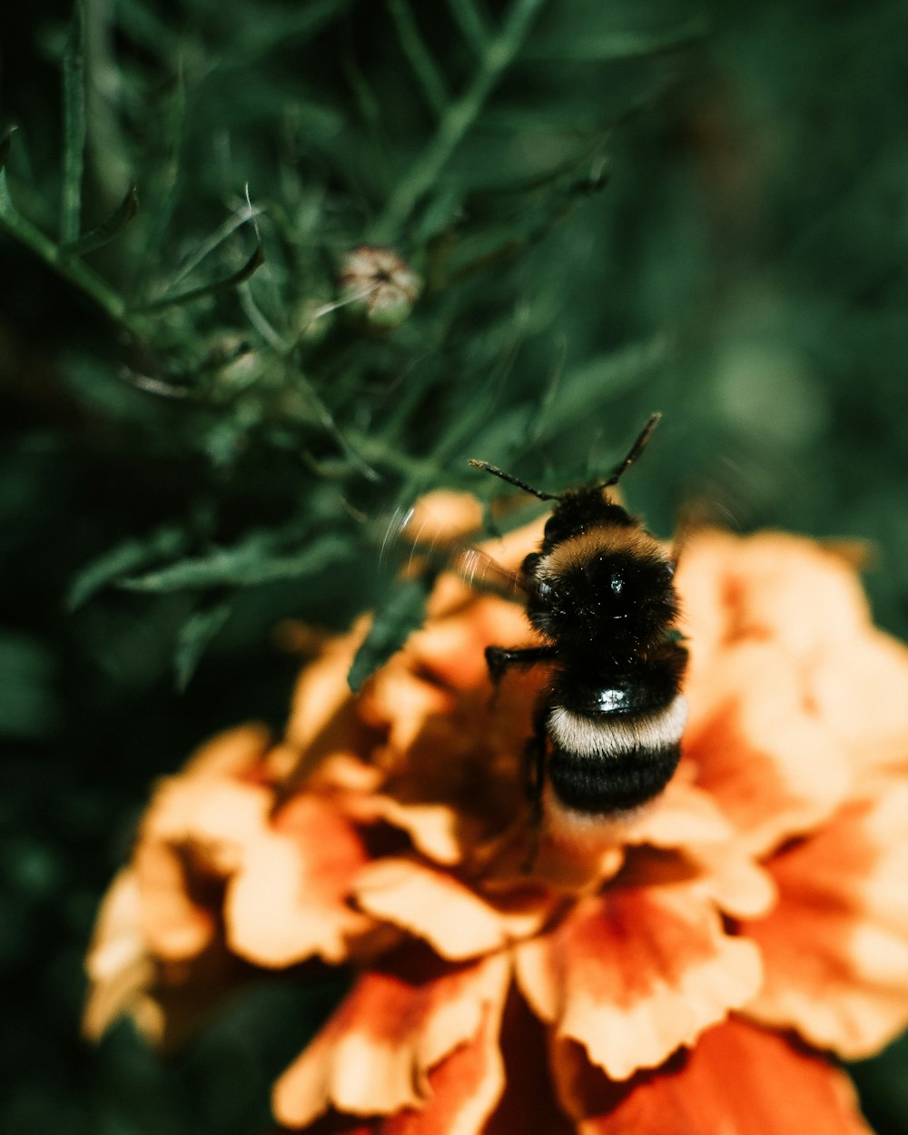 black and brown bee on flower