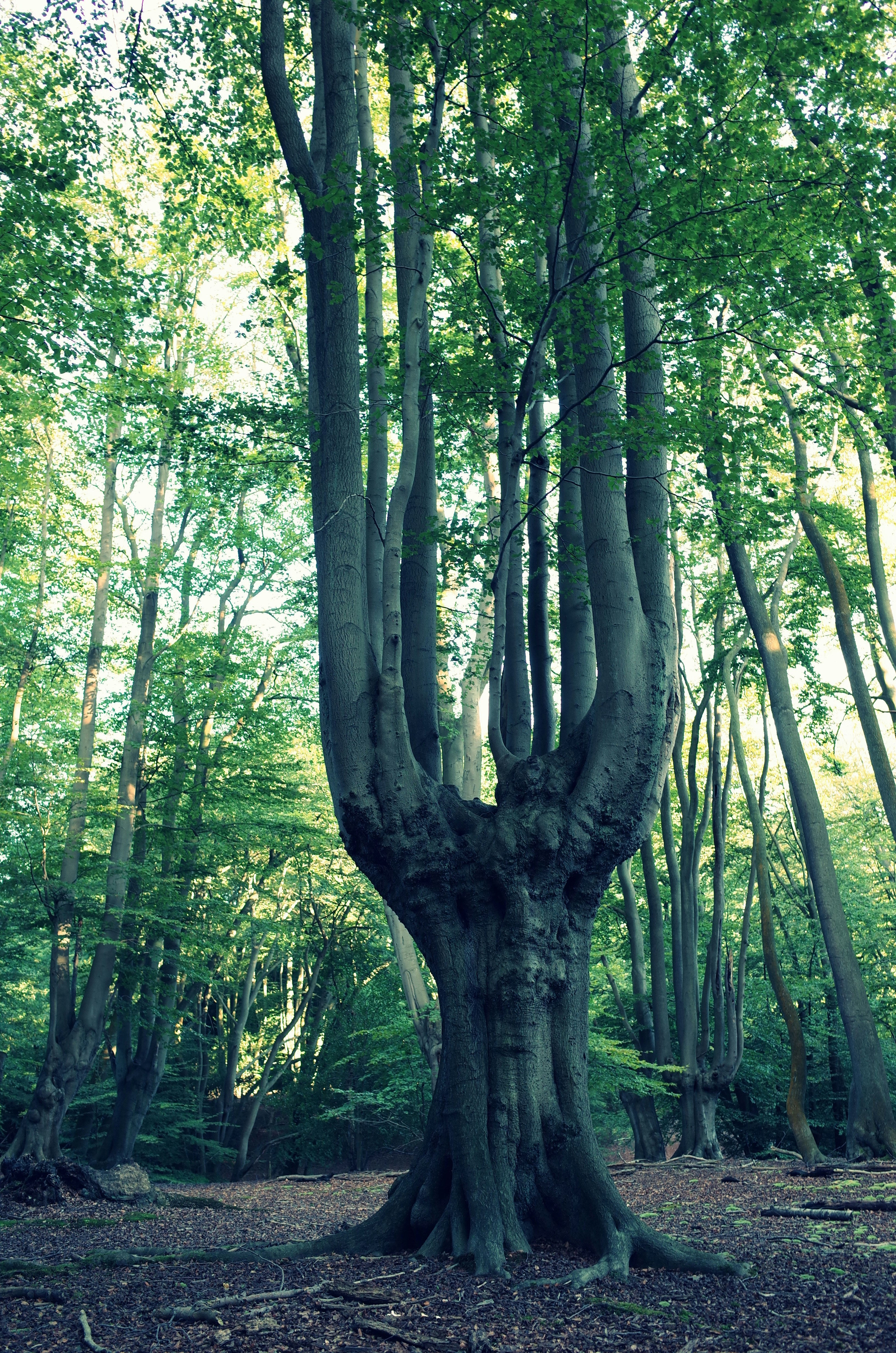 Photo by tomasrobertson