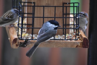 three gray birds