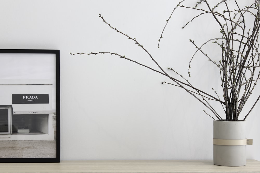 leafless plant on tabletop