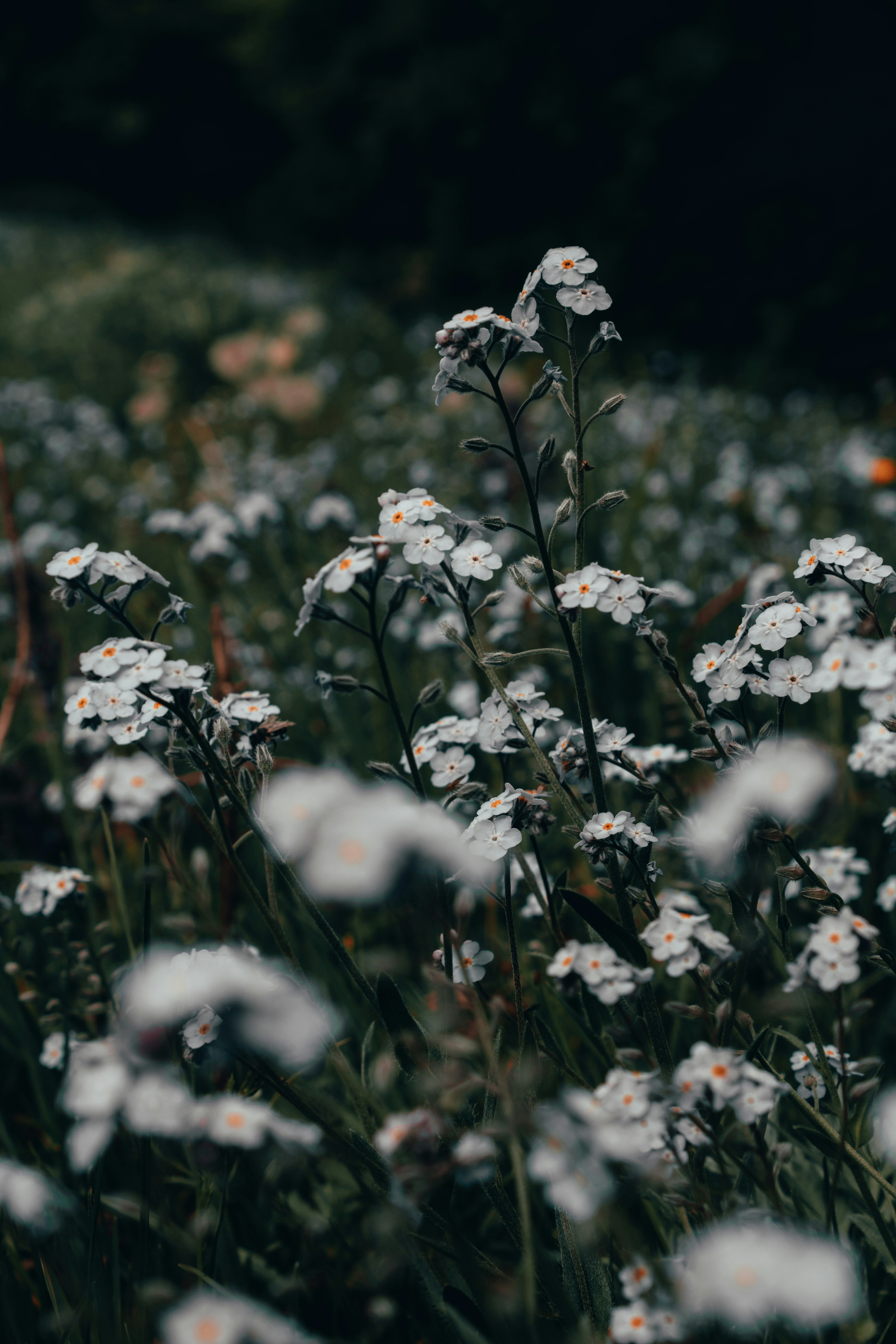 blooming white flowers photo Free Plant Image on Unsplash