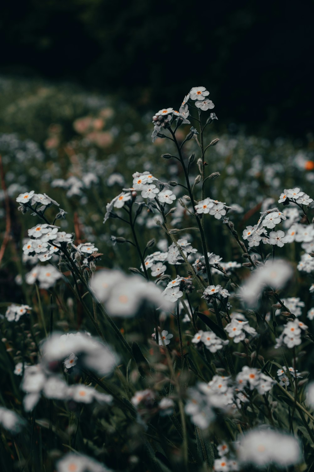 blooming white flowers