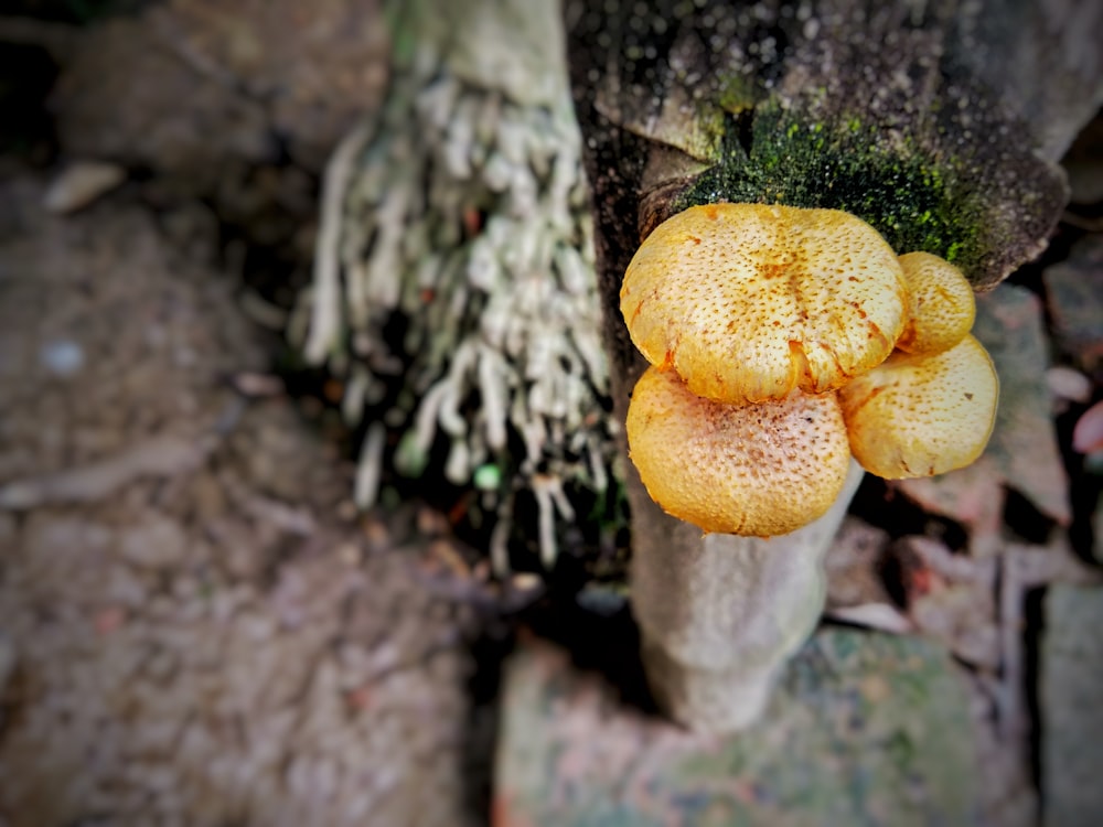 brown fungi