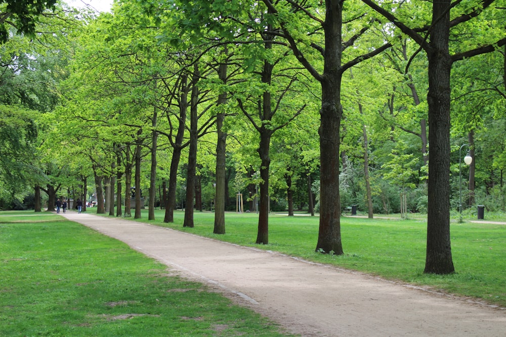 green-leafed trees