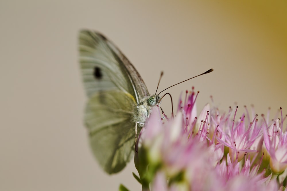 green butterfly on pink-petaled flower