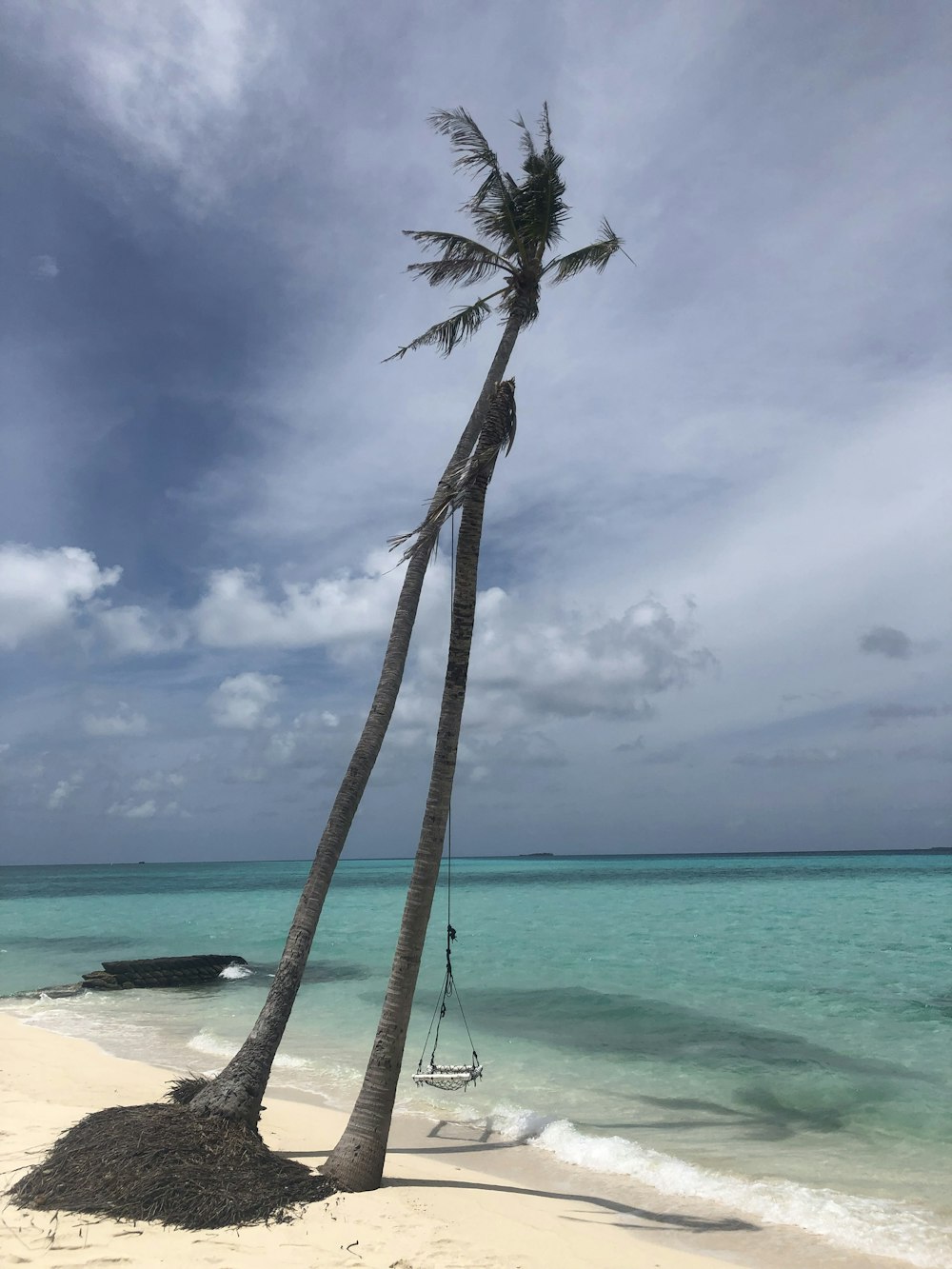 tall coconut tree