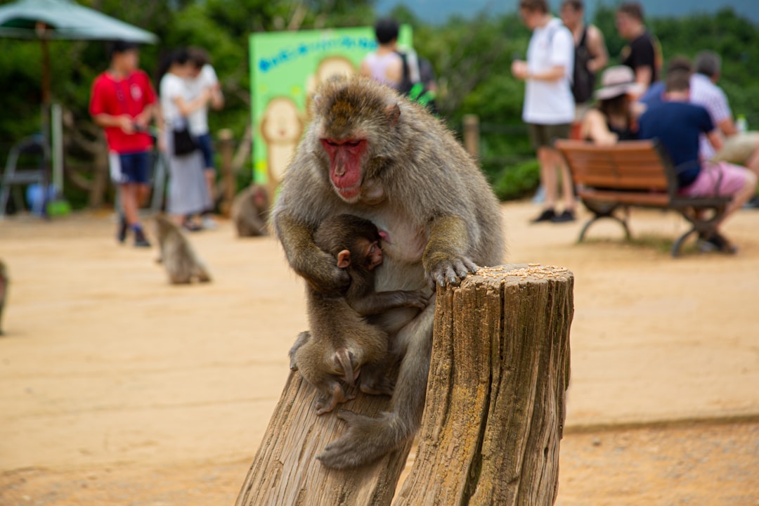 Wildlife photo spot Arashiyama Monkey Park Iwatayama Summit Observatory Osakajo