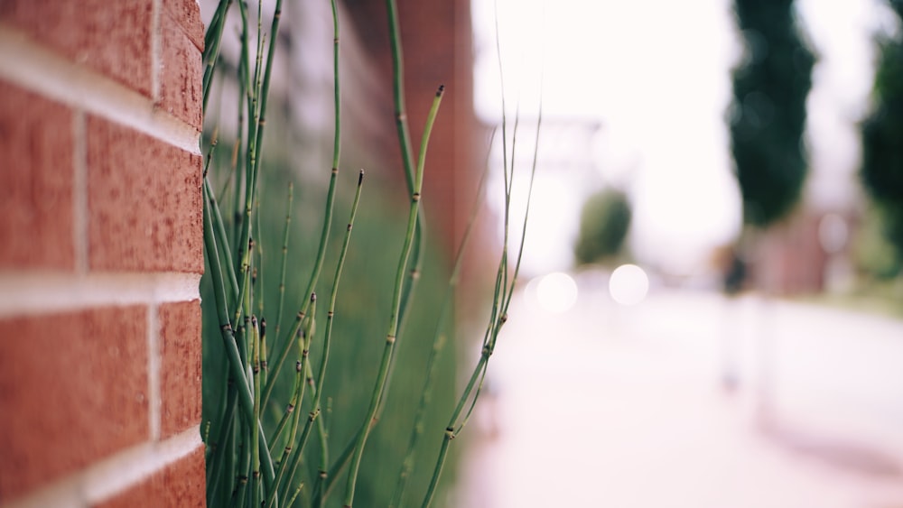 green-leafed plants