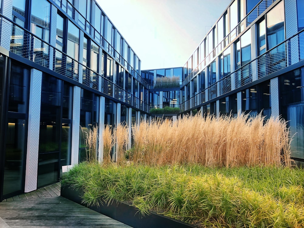 green-leafed plants beside buildings