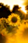 blooming yellow sunflower during sunrise