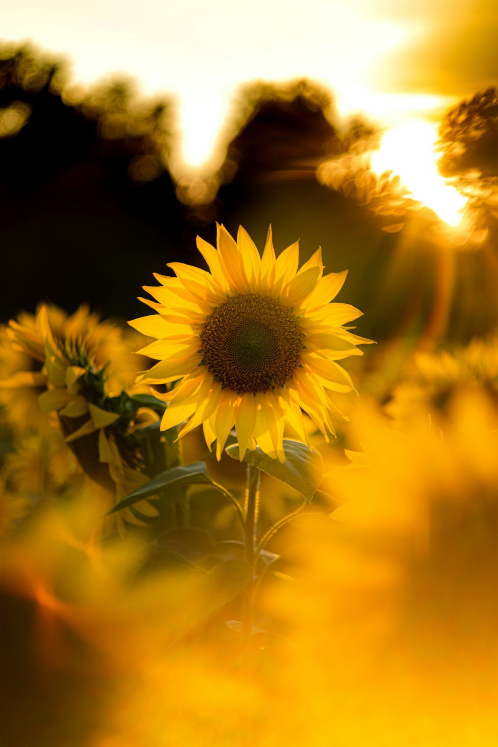 Tournesol jaune en fleurs au lever du soleil