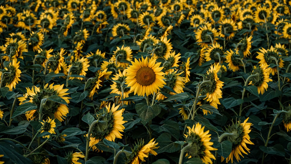 blooming sunflowers in field