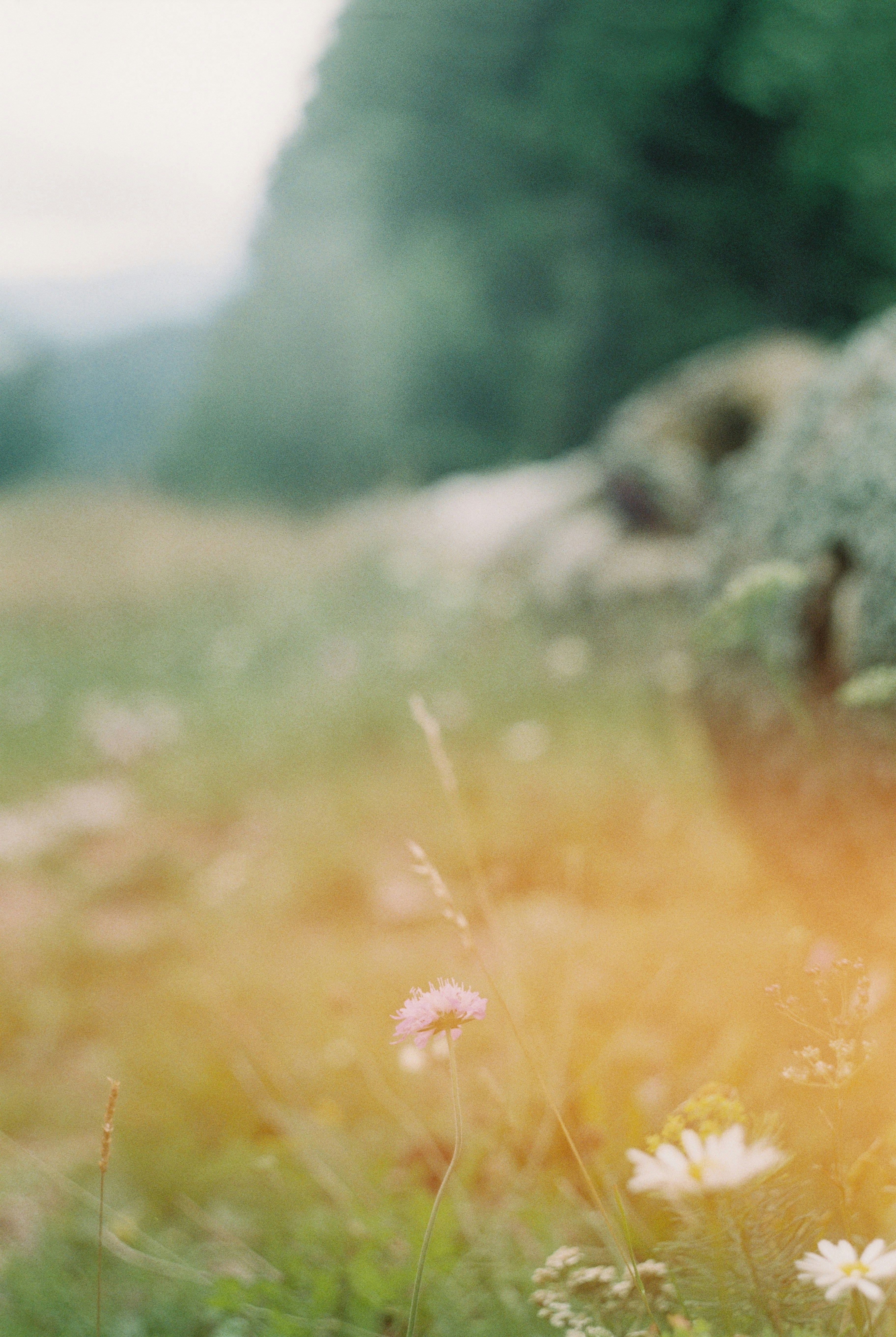 Photo by analoves