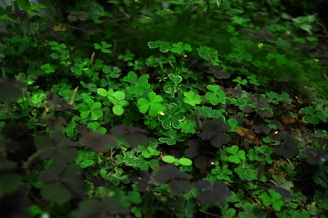 Farmers inspecting healthy Hejazi clover crops in Toshka region.