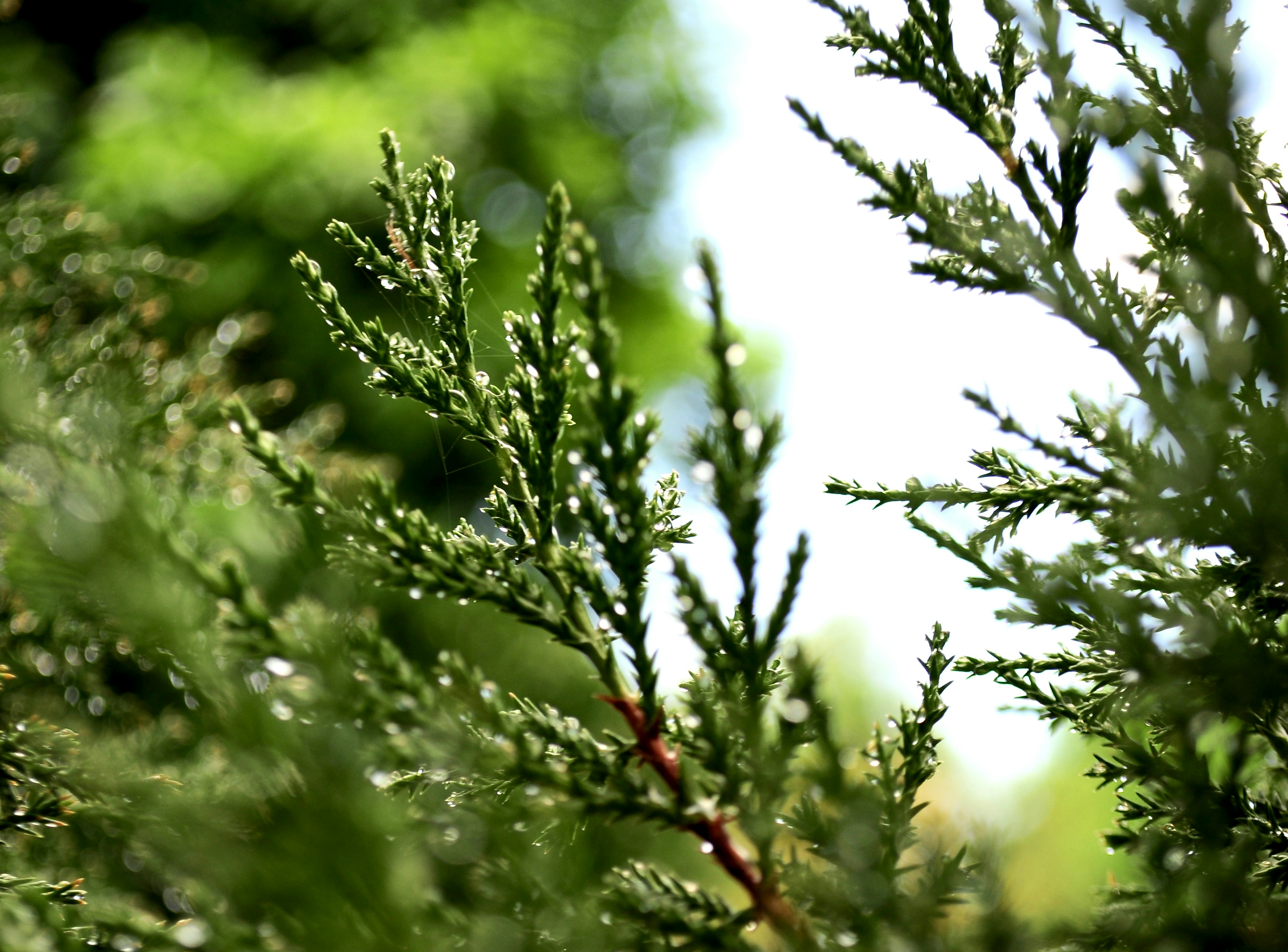 Photo by lycanthropeib