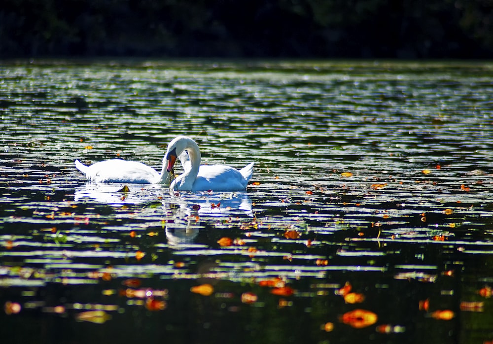 two white swan on body of water during daytime