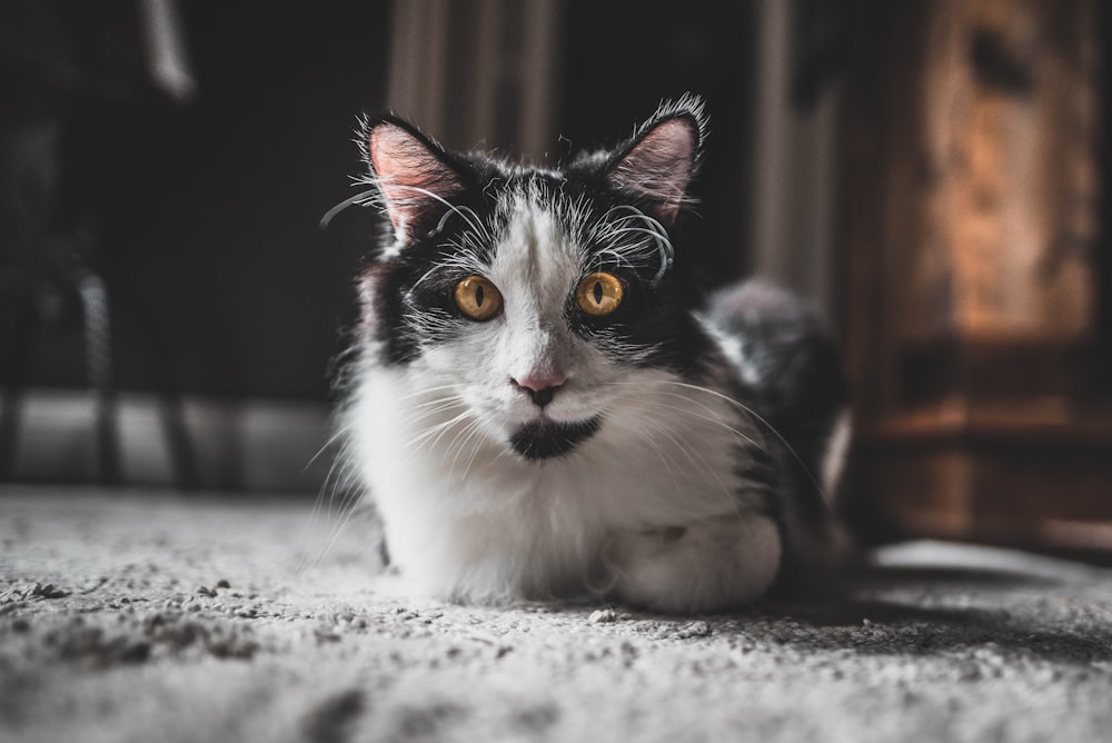 short-furred white and black cat