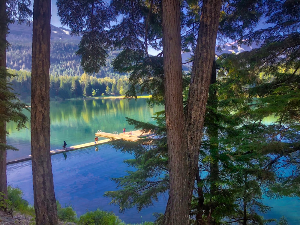 trees near body of water