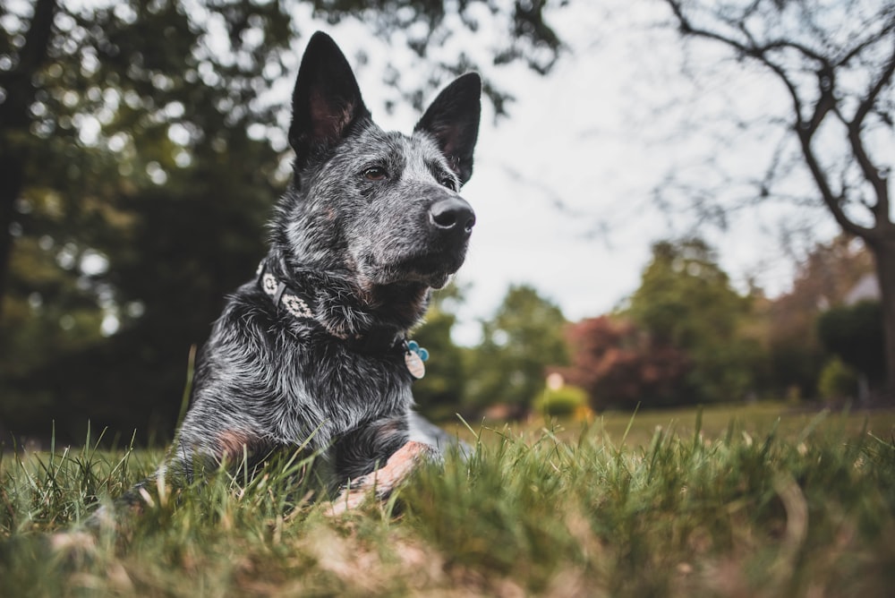 gray dog on grass field