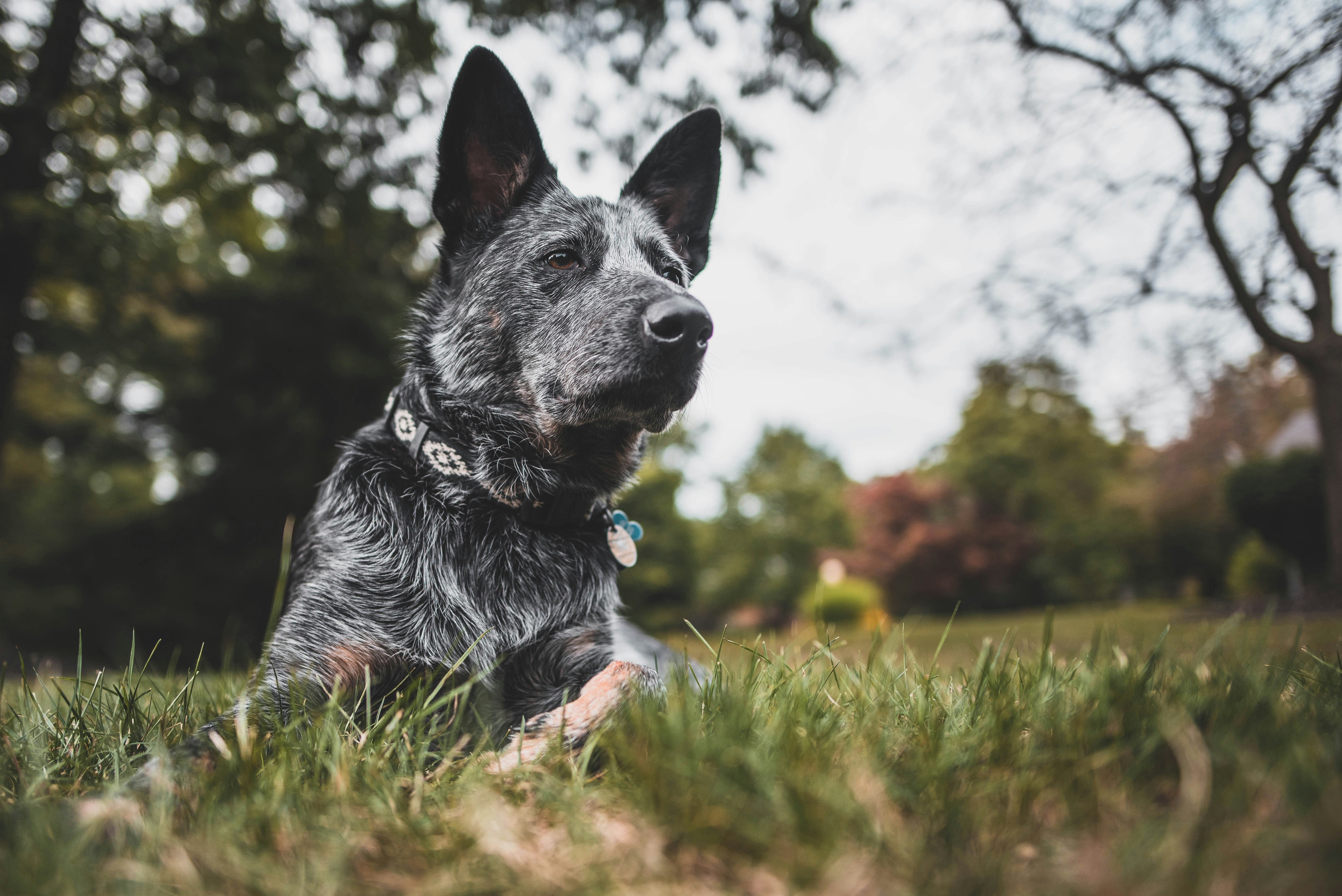 gray dog on grass field