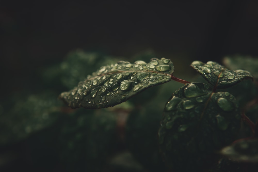 shallow focus photography of green-leafed plant