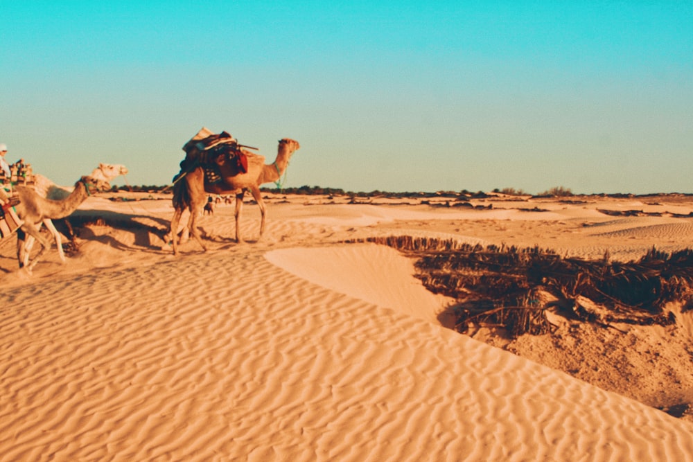 낮에는 사막에 갈색 낙타